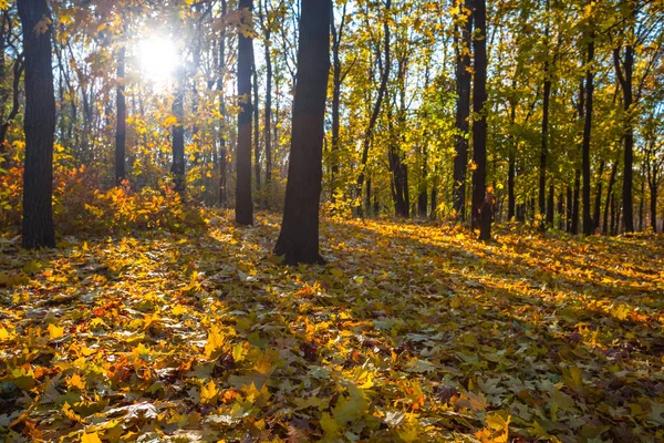 sessiz sonbahar orman manzara