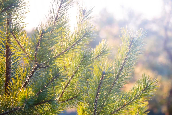 Närbild tall trädgren i en solljus — Stockfoto