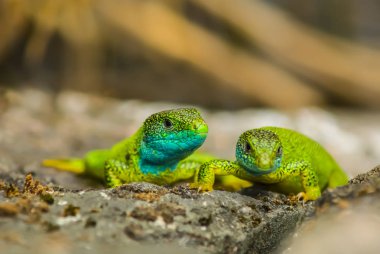 bir taş twogreen kertenkele otur