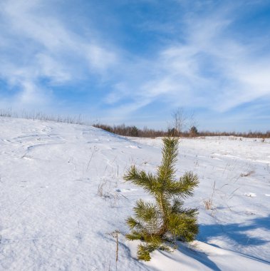 küçük çam ağacı grubunu bir düz arasında