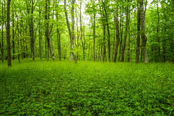 Våren gröna skog scen — Stockfoto