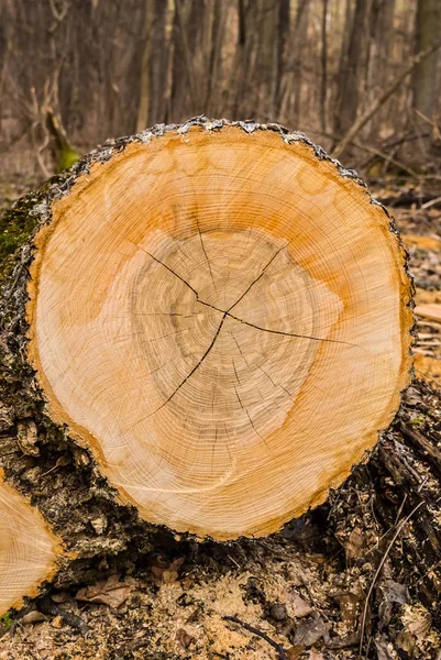 Closeup tree trunc background — Stock Photo, Image