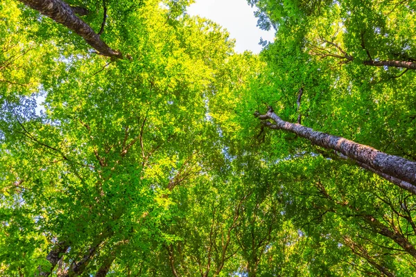 夏天的绿色森林, 树木升向天空 — 图库照片