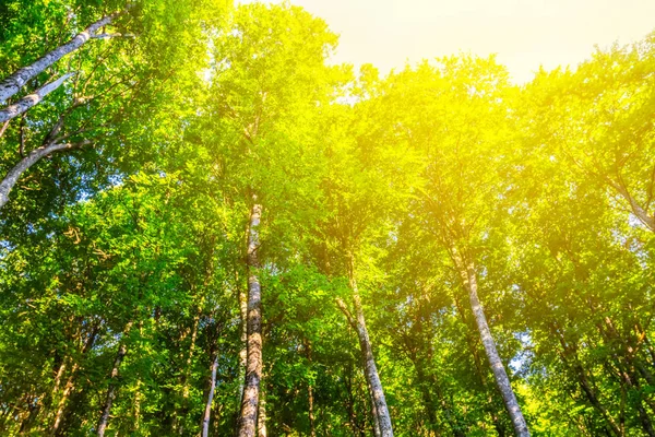 Zomer groen bos in een stralen van de zon — Stockfoto