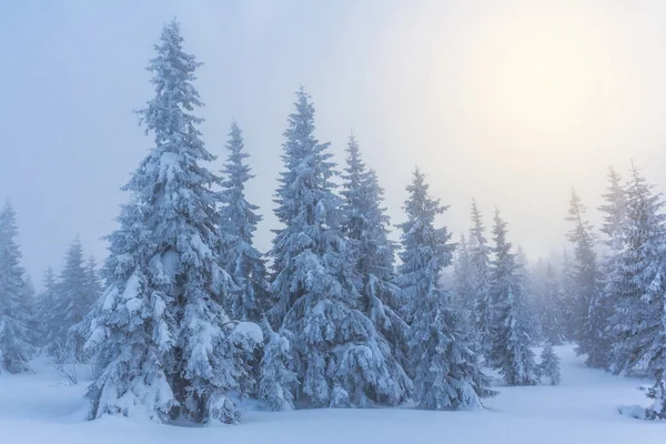 Cichy mglisty zimowy Las Krajobraz — Zdjęcie stockowe