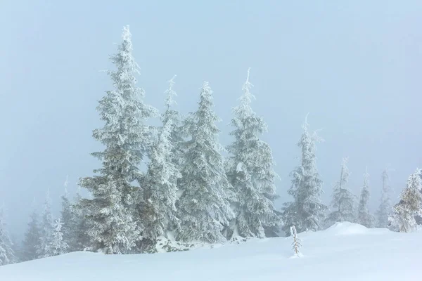 Silencioso bosque de invierno brumoso — Foto de Stock