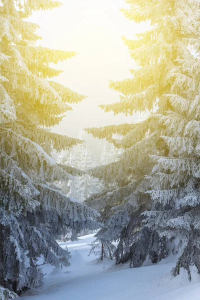 Vinter fir tree skog i en strålar från solen — Stockfoto