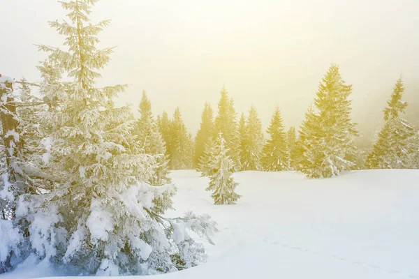 Inverno floresta nevada ao pôr do sol — Fotografia de Stock