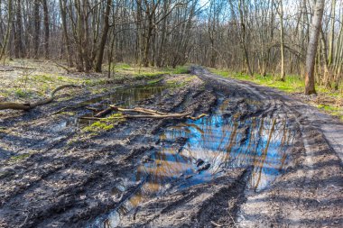 bir orman yoluyla kirli kırsal yol