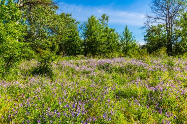 Yaz orman glade manzara