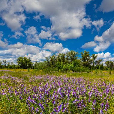 güzel yaz çayır sahne
