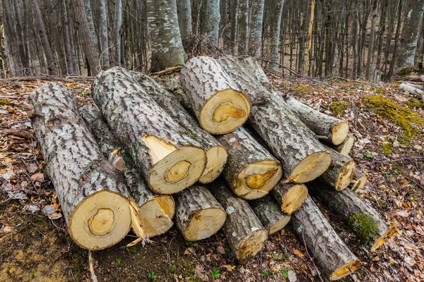 Купа стовбура дерева в лісі — стокове фото