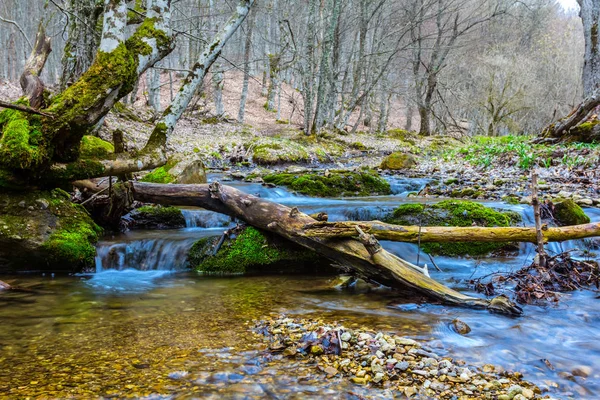 Small blue river flow through a forest — Stock Photo, Image