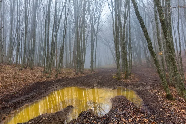 Smutsiga vägen genom en skog — Stockfoto