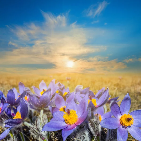 Primer plano flores violetas en la escena de la puesta del sol —  Fotos de Stock