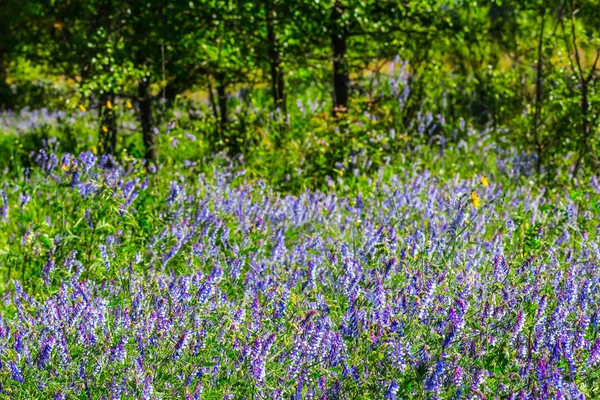Pequeño claro del bosque cubierto por flores violetas —  Fotos de Stock