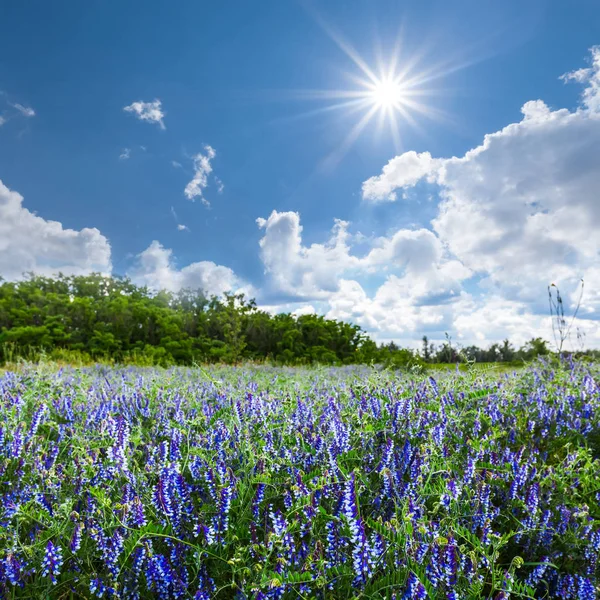 夏天的田野，花蓝色 — 图库照片