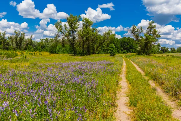 Route à travers une prairie d'été — Photo