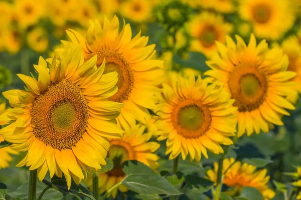 Closeup golden sunflower field — Stock Photo, Image