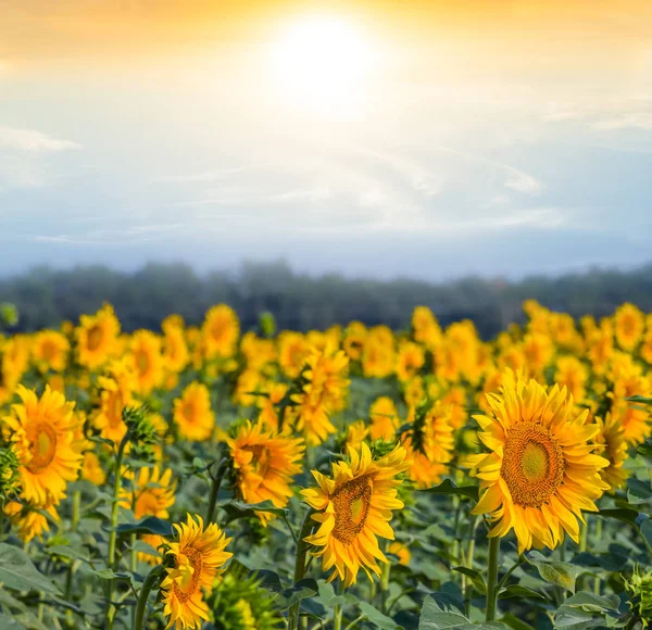 Sunflower field at the sunset — Stock Photo, Image