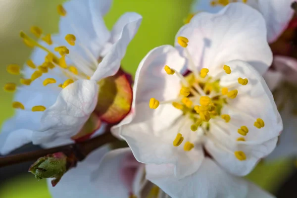 Closeup white apple blossom — Stock Photo, Image