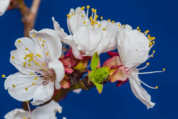 Closeup white apricot blossom on a blue background — Stock Photo, Image