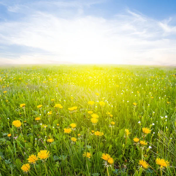 Beautiful rural field with a dandelions — Stock Photo, Image