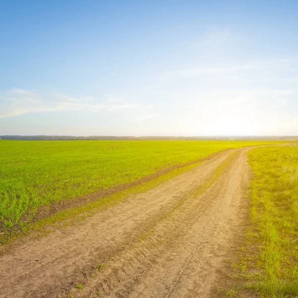 Wiosna zielony pole rural sceny o zachodzie słońca — Zdjęcie stockowe