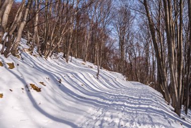 bir kar sahne ormanında kış