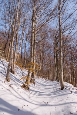 bir kar kış kayın ormanında