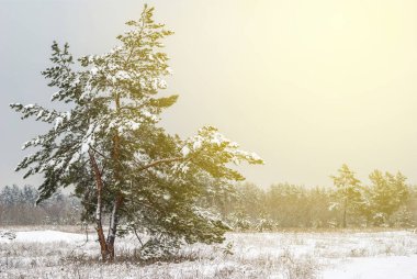 sessiz kış grubunu orman sahne