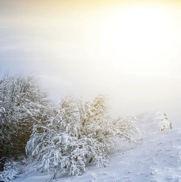 Invierno bosque nevado en la madrugada —  Fotos de Stock