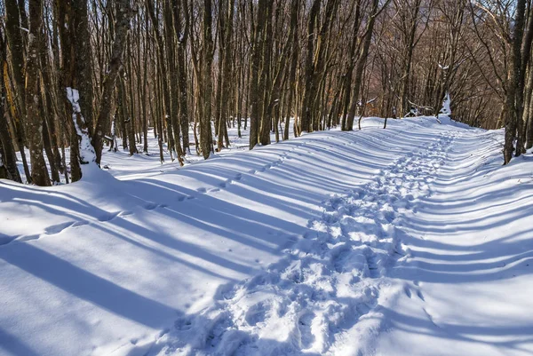 長い影の冬積雪の森 — ストック写真