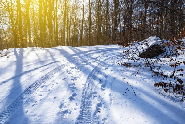 Floresta nevada inverno no dia brilhante — Fotografia de Stock