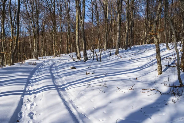 Straße durch einen verschneiten Wald — Stockfoto