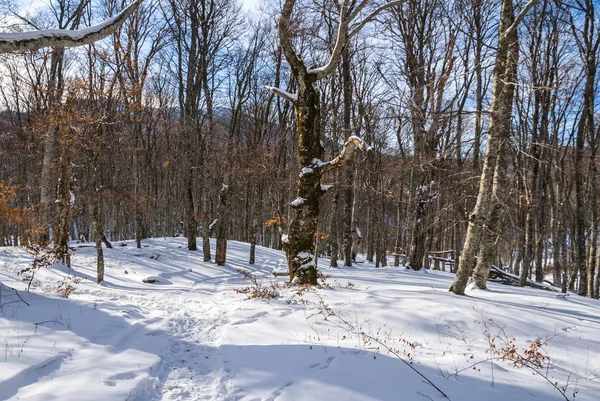 Winter forest in een pluizige sneeuw — Stockfoto