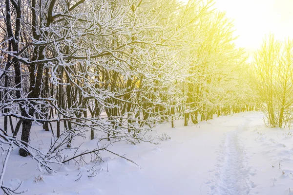 冬天雪的森林在晚上 — 图库照片