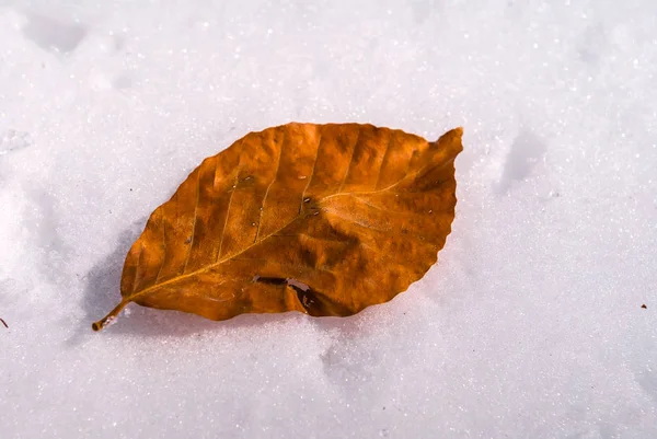 Folha seca encontra-se em um fundo de neve — Fotografia de Stock