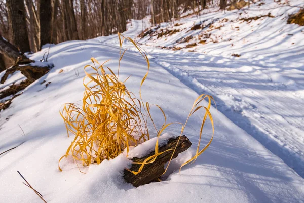 Closeup dry grass in asnowbound forest — Stock Photo, Image