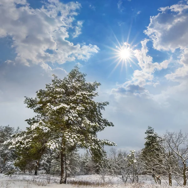 Kış çam ağacı orman bir ışıltı güneş altında