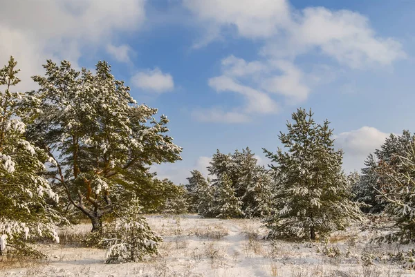 Vinter pinjeskog i snow — Stockfoto