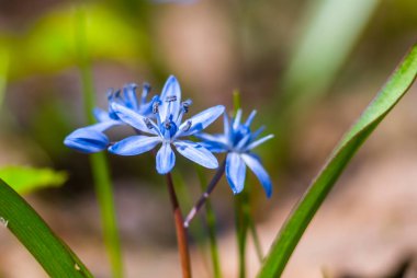 closeup mavi bahar çan çiçeği