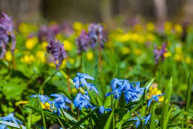bir orman glade closeup bahar küçük çiçekler