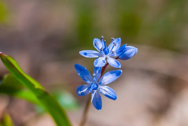 Beautiful small blue spring flowers — Stock Photo, Image