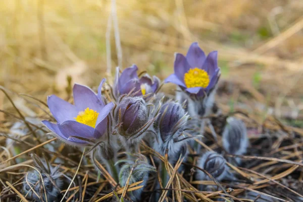 美しい春の花の背景 — ストック写真