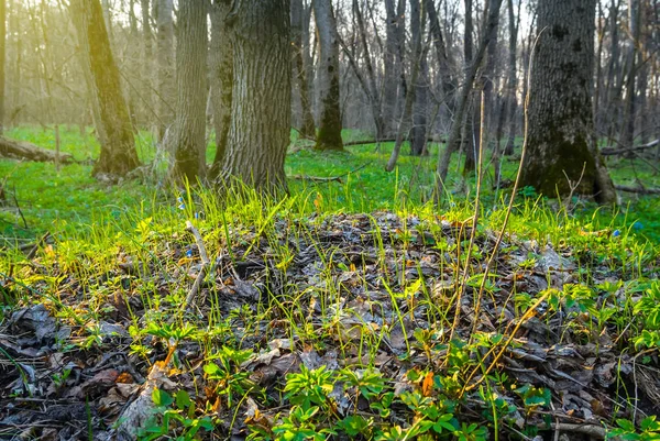 Primer plano primavera bosque glade escena — Foto de Stock