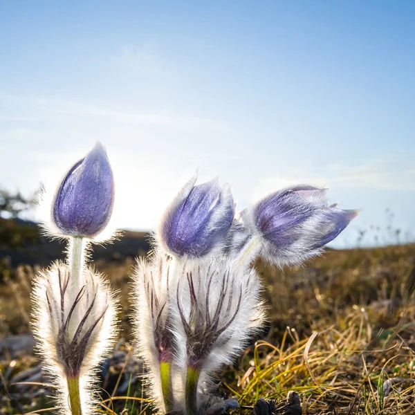 Closeup blue spring flowers on a early morning sun background — Stock Photo, Image