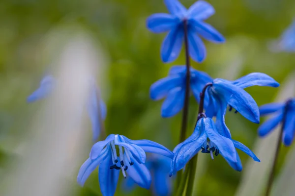 Closeup blauwe lente bloemen achtergrond — Stockfoto