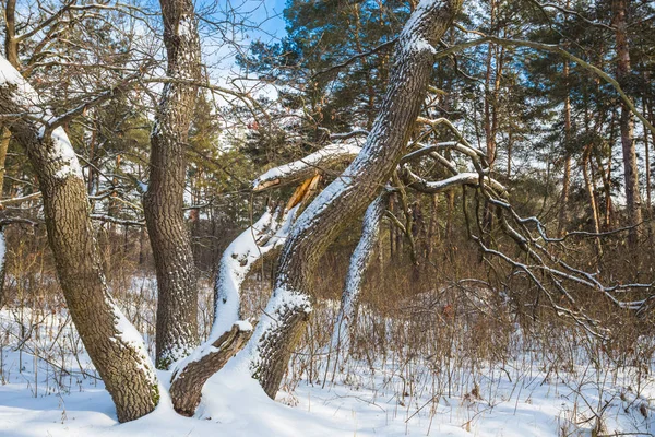 El bosque invernal de robles en la nieve —  Fotos de Stock