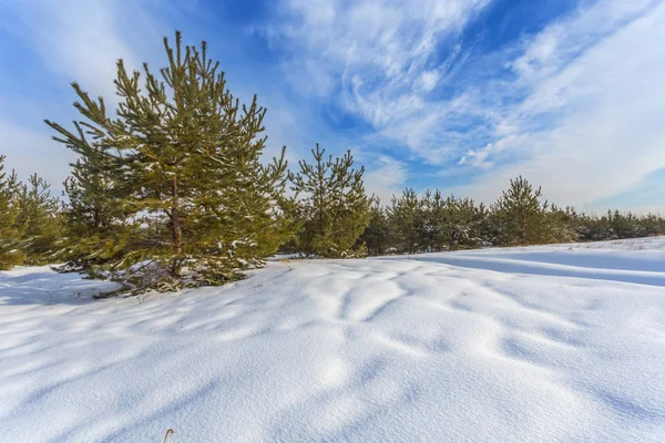 Tall träd skogen vinterlandskap — Stockfoto